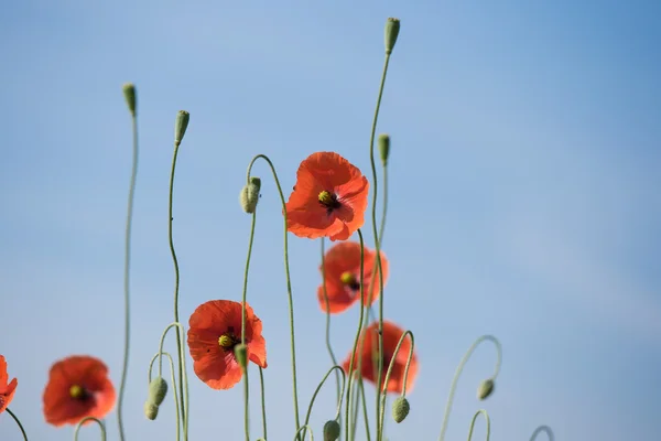 Beautiful red poppies in a meadow — Stock Photo, Image