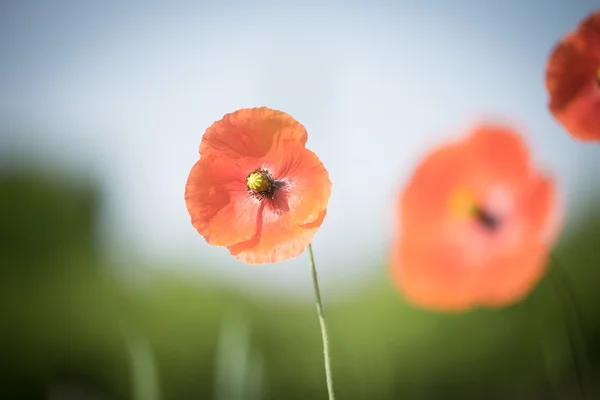 Beautiful red poppies in a meadow — Stock Photo, Image