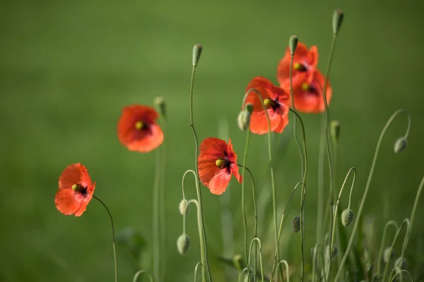 Beautiful red poppies in a meadow — Stock Photo, Image