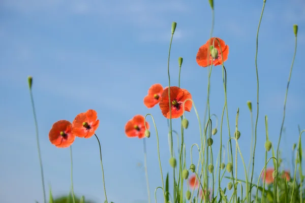 Beautiful red poppies in a meadow — Stock Photo, Image