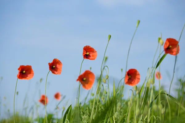 Beautiful red poppies in a meadow — Stock Photo, Image