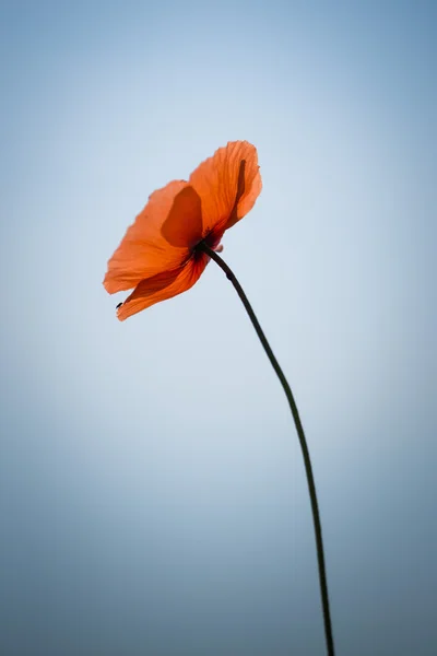 Red poppy on the blue sky background — Stock Photo, Image