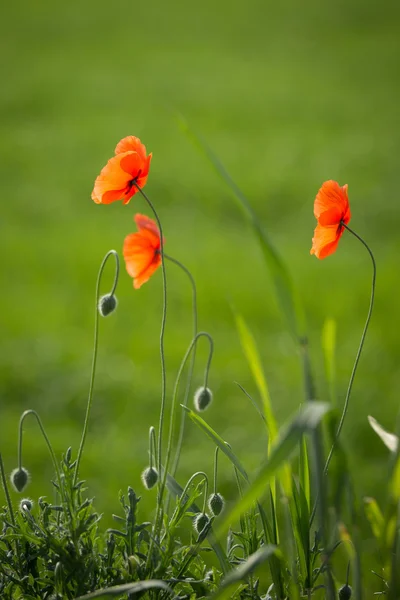 Beautiful red poppies in a meadow — Stock Photo, Image