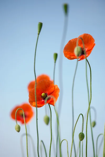 Red poppies on the blue sky background — Stock Photo, Image