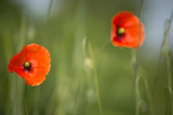 Red poppies in a meadow — Stock Photo, Image