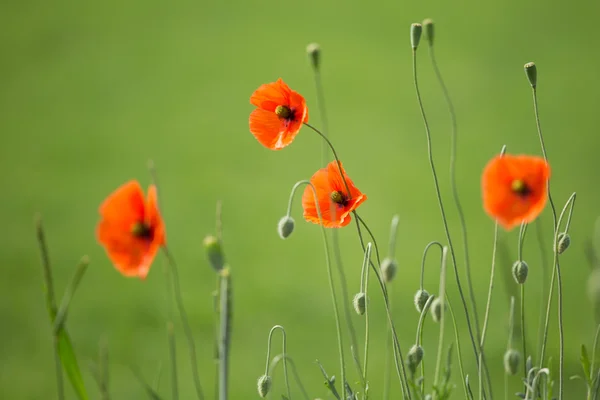 Red poppies in a meadow — Stock Photo, Image