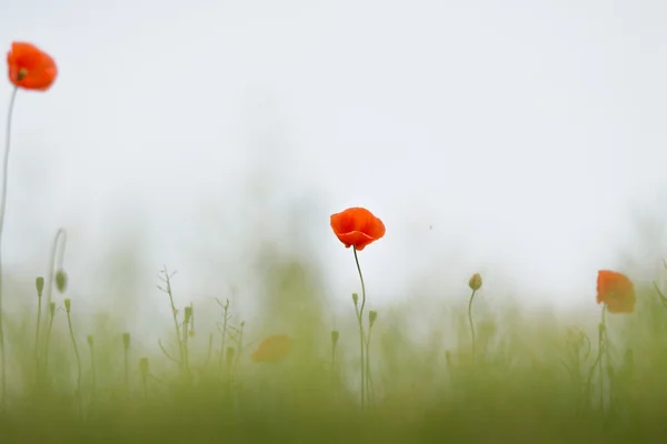 Red poppies in a meadow — Stock Photo, Image