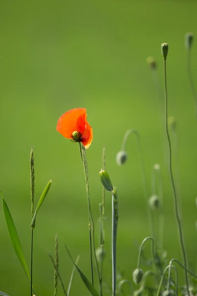 Red poppies in a meadow — Stock Photo, Image