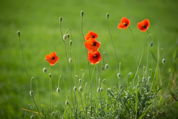 Rote Mohnblumen auf einer Wiese — Stockfoto