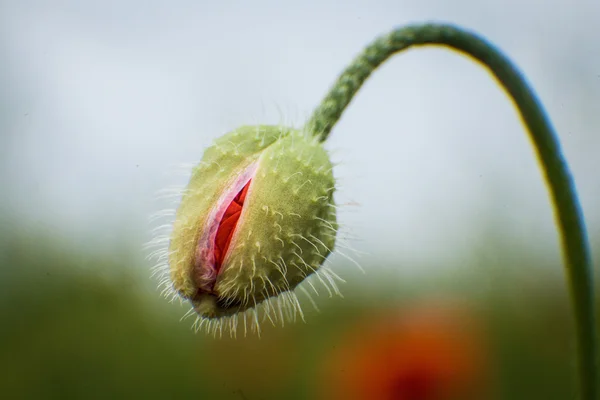 Blossom of the red poppy — Stock Photo, Image