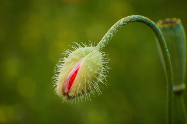 Blossom of the red poppy — Stock Photo, Image