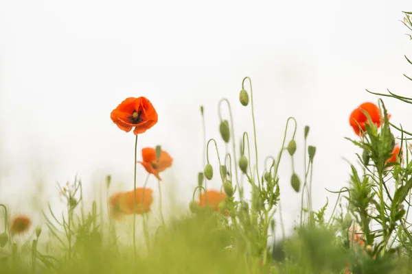 Red poppies in a meadow — Stock Photo, Image