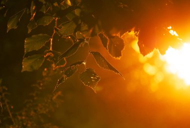 Altın Sonbahar Ormanda Güneş Işığı Bokeh 'i Bırakıyor