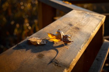 Sonbahar ormanında parlak akçaağaç yaprakları