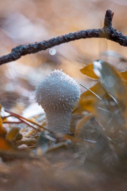 Ormandaki Minik Sivri Sivri Sivri Toplu Mantarlar Orman Altında