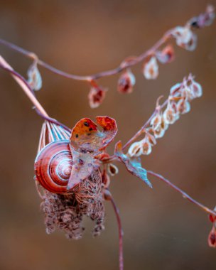 Küçük Salyangoz Tırmanıyor Sonbahar Huysuz Bahçe Kapanışı