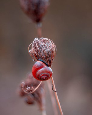 Küçük Salyangoz Tırmanıyor Sonbahar Huysuz Bahçe Kapanışı