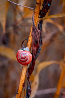 Küçük Salyangoz Tırmanıyor Sonbahar Huysuz Bahçe Kapanışı