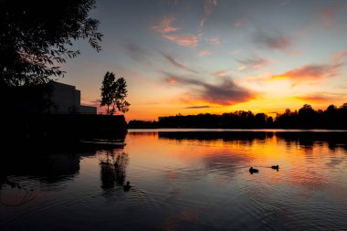 Riga, Letonya 'da sonbahar altın saatinde gölde yüzen güzel yetişkin yaban ördekleri..