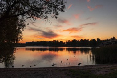 Riga, Letonya 'da sonbahar altın saatinde gölde yüzen güzel yetişkin yaban ördekleri..