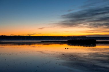 Riga, Letonya 'da sonbahar altın saatinde gölde yüzen güzel yetişkin yaban ördekleri..