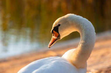 Riga, Letonya 'da gölde yüzen güzel dilsiz kuğu..