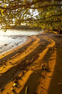 Ağaçlı bir gölün kıyısında güneşli bir sonbahar sabahı. Letonya 'nın parlak, renkli manzarası.