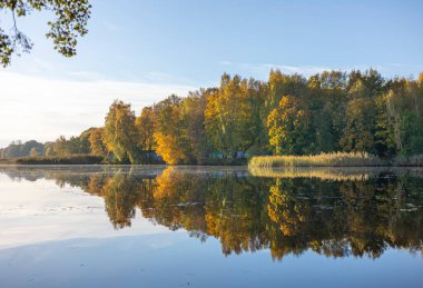 Güneşli bir sabah boyunca bir gölün kıyısında büyüyen güzel sonbahar renkli ağaçlar. Riga, Letonya 'nın gün doğumu manzarası.