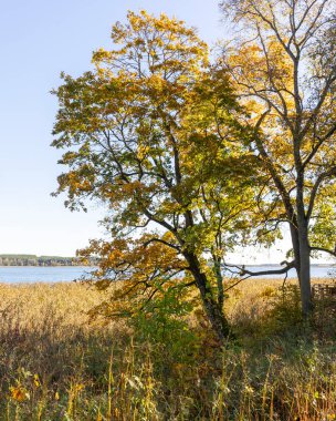 Güneşli bir sabah boyunca bir gölün kıyısında büyüyen güzel sonbahar renkli ağaçlar. Riga, Letonya 'nın gün doğumu manzarası.