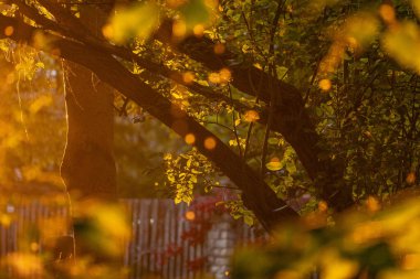 Şehirdeki güzel bir sonbahar manzarası. Letonya Riga 'da güneşli bir sonbahar günü.