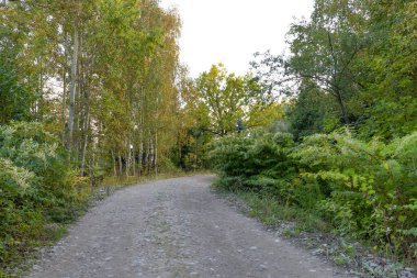 Riga, Letonya 'da yapraklarla kaplı güzel bir sonbahar manzarası. Şehirde güneşli bir gün.