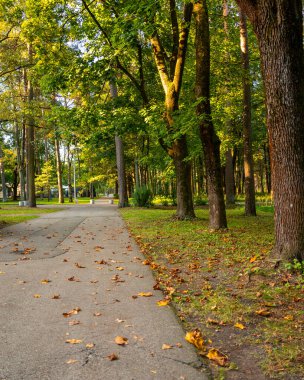 Riga, Letonya 'da yapraklarla kaplı güzel bir sonbahar manzarası. Şehirde güneşli bir gün.