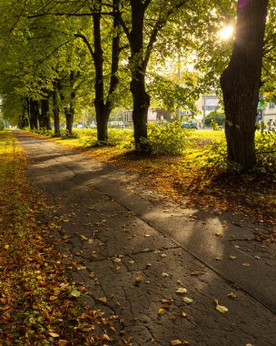 Riga, Letonya 'da yapraklarla kaplı güzel bir sonbahar manzarası. Şehirde güneşli bir gün.