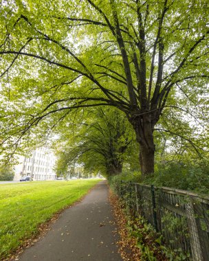 Riga, Letonya 'da yapraklarla kaplı güzel bir sonbahar manzarası. Şehirde güneşli bir gün.