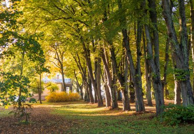 Riga, Letonya 'da yapraklarla kaplı güzel bir sonbahar manzarası. Şehirde güneşli bir gün.
