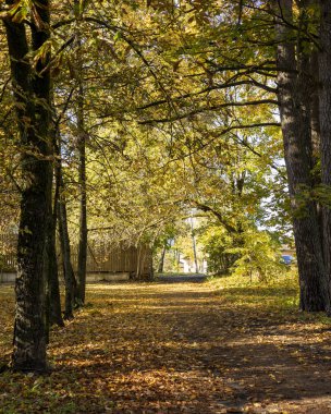 Riga, Letonya 'da yapraklarla kaplı güzel bir sonbahar manzarası. Şehirde güneşli bir gün.