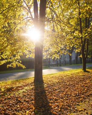 Güzel bir sonbahar manzarası. Sokakları ve ağaçları yapraklarla kaplı. Riga, Letonya 'da güneşli bir gün.