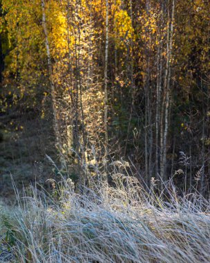 Letonya ormanlarında güneşli güzel bir sonbahar günü. Ağaçlarla ve altın yapraklarla sonbahar manzarası.