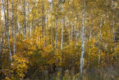 Letonya ormanlarında güneşli güzel bir sonbahar günü. Ağaçlarla ve altın yapraklarla sonbahar manzarası.
