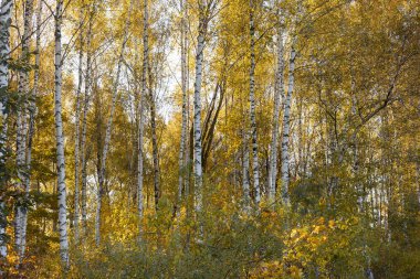 Letonya ormanlarında güneşli güzel bir sonbahar günü. Ağaçlarla ve altın yapraklarla sonbahar manzarası.