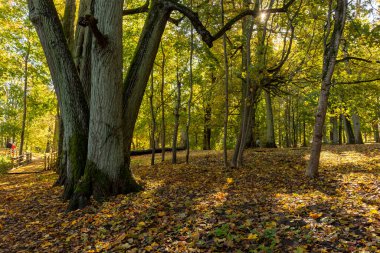 Letonya ormanlarında güneşli güzel bir sonbahar günü. Ağaçlarla ve altın yapraklarla sonbahar manzarası.