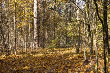 Letonya ormanlarında güneşli güzel bir sonbahar günü. Ağaçlarla ve altın yapraklarla sonbahar manzarası.