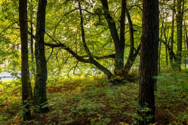 Letonya 'nın erken dönem sonbahar ormanları. Yeşil yapraklar, ağaçlar, güneşli bir gün.