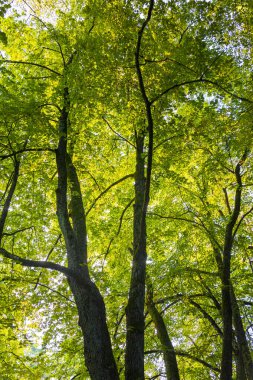 Letonya 'nın erken dönem sonbahar ormanları. Yeşil yapraklar, ağaçlar, güneşli bir gün.