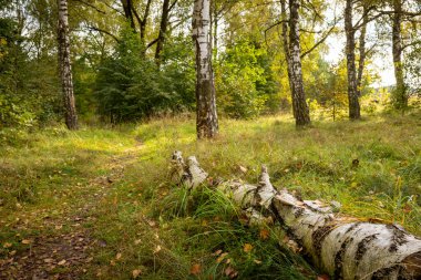 Letonya 'nın erken dönem sonbahar ormanları. Yeşil yapraklar, ağaçlar, güneşli bir gün.