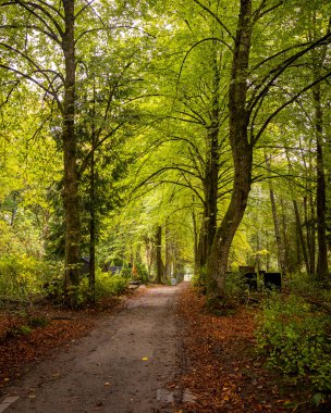 Bir mezarlığın içinden geçen sakin bir sonbahar manzarası. Riga, Letonya 'nın sonbahar manzarası.