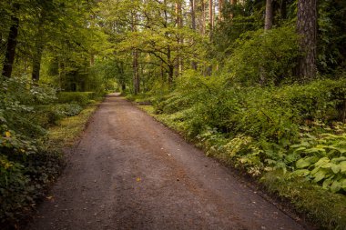 Bir mezarlığın içinden geçen sakin bir sonbahar manzarası. Riga, Letonya 'nın sonbahar manzarası.