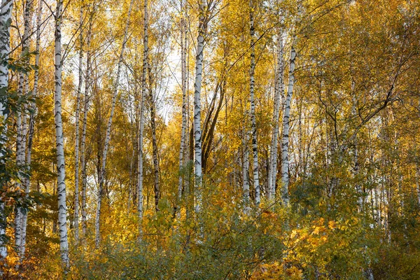 Letonya ormanlarında güneşli güzel bir sonbahar günü. Ağaçlarla ve altın yapraklarla sonbahar manzarası.
