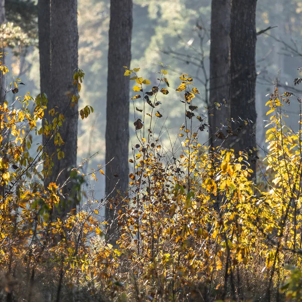 Letonya 'nın ormanlarında güzel sonbahar ayrıntıları. Sonbaharda yapraklar ve ağaçlar.