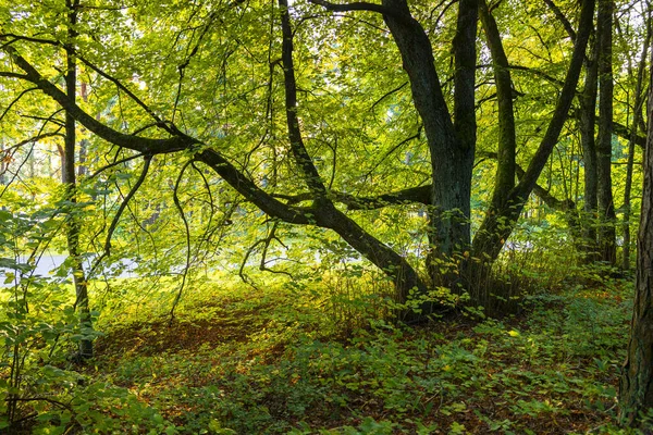 Letonya 'nın erken dönem sonbahar ormanları. Yeşil yapraklar, ağaçlar, güneşli bir gün.